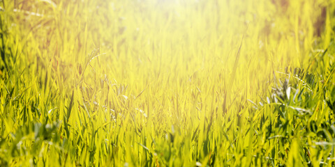 Close-up of green grass with light glow, spring background
