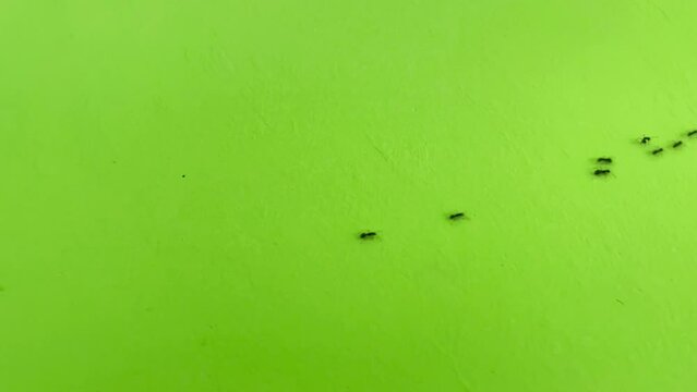 Ant trail. Black Ants walking on Green Screen . Teamwork and hard work concept. 4k