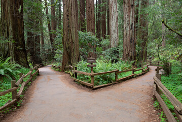 Obraz premium trails wind among the trees, towering old-growth redwood trees, Mount Tamalpais at State Park, part of California’s Golden Gate National Recreation Area, north of San Francisco. 