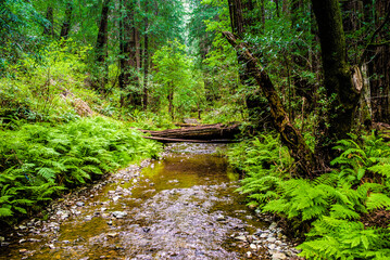 trails wind among the trees, towering old-growth redwood trees,  Mount Tamalpais at State Park, part of California&rsquo;s Golden Gate National Recreation Area, north of San Francisco. 