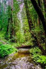 trails wind among the trees, towering old-growth redwood trees,  Mount Tamalpais at State Park, part of California’s Golden Gate National Recreation Area, north of San Francisco. 