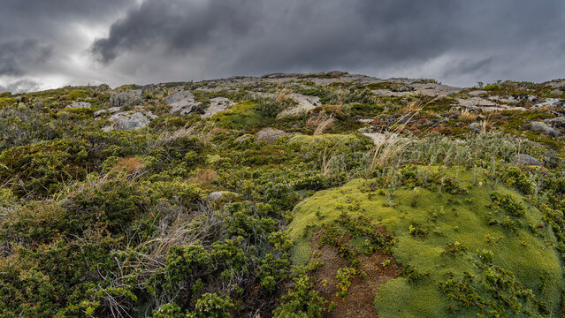 Vegetation of Patagonia. Dry grass, stunted bushes and a green plant endemic to South America - yareta azorella compacta. A hill against a cloudy sky. Argentina. Tierra del Fuego Archipelago.