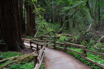 trails wind among the trees, towering old-growth redwood trees,  Mount Tamalpais at State Park,...
