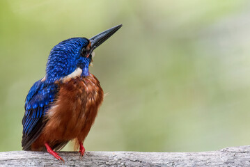 A blue-eared kingfisher bird alcedo meninting looks up in a perched pose looking for food