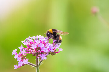 Bumble-bee sitting on Verbena purple flower in green garden