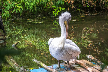 One pelican stands on the shore of the pond at the zoo. Green water in the pond. Close-up