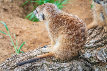 Meerkat, Suricata suricatta, on hind legs. Portrait of meerkat standing on hind legs with alert expression. Portrait of a funny meerkat sitting on its hind legs.