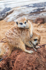 A group of cute meerkats. Meerkat Family are sunbathing.
