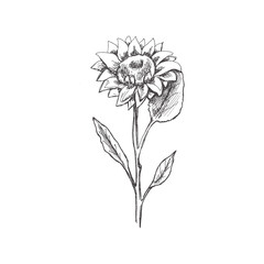 Hand drawn sunflower sketch.  Monochrome flower doodle. Black and white vintage element. Vector sketch. Detailed retro style.