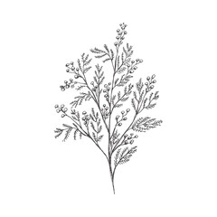 Fototapeta na wymiar Hand drawn mimosa sketch. Monochrome flower doodle. Black and white vintage element. Vector sketch. Detailed retro style.