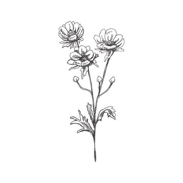 recommend clip art: Hand drawn anemone sketch.  Monochrome flower doodle. Black and white vintage element. Vector sketch. Detailed retro style.