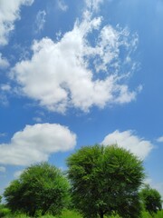 beautiful blue sky and green trees