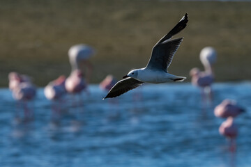 Gray Hooded Gull in Flight in Walvis Bay Namibia Africa