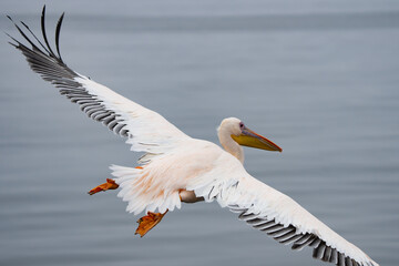Great White Pelican Portrait in Walvis Bay Namibia Africa