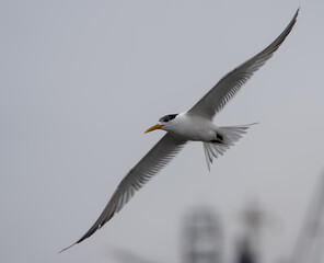Sandwich Tern in Flight in Walvis Bay Namibia Africa