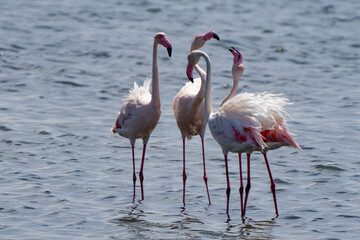 Flamingos Talk Among Themselves in Walvis Bay Namibia Africa