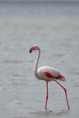 Flamingo Wades in Walvis Bay Namibia Africa