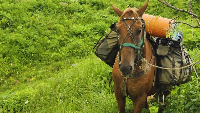 A packhorse is tied to a tree on a mountainside. Close up of the horse loaded with hiking rucksacks and mats. Mountain tourism with equipment with horses