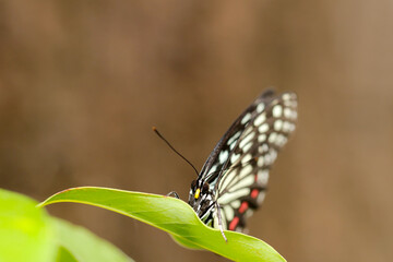 森の青葉の上で羽を畳んで静止するアカボシゴマダラ蝶（マクロレンズ使用・ストロボ＋自然光・接写写真）