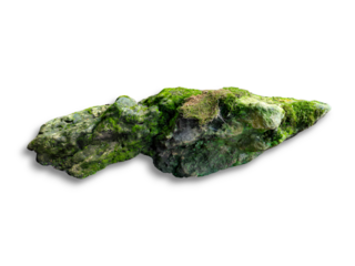 a stone covered in moss and  ferns isolated on white background