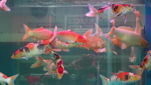 The beautiful koi swimming fish in aquarium