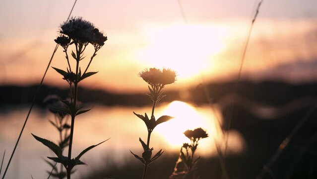 sunset in the field with silhouette of flowers in 4K