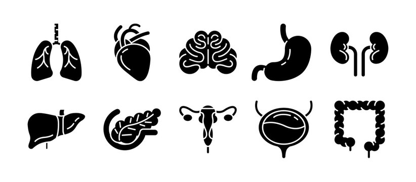 Set of human internal organs icon vector, black silhouette images