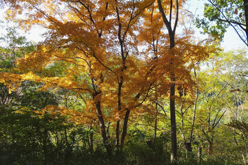 【嵐山渓谷】オレンジ色に染まった大きなモミジの木／日本埼玉県嵐山町
