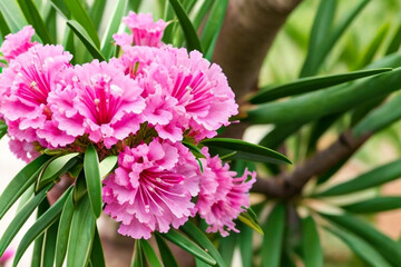 Nerium oleander pink flower