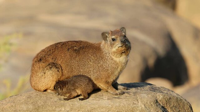 A rock hyrax (Procavia capensis) with small pup basking on a rock, Augrabies Falls National Park, South Africa