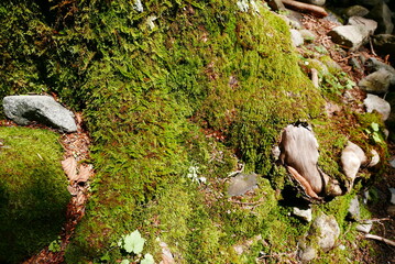 Kamikochi (Upper Highlands) is a remote mountainous highland valley within the Hida Mountains range, in the western region of Nagano Prefecture, Japan. Japanese hiking and trekking.