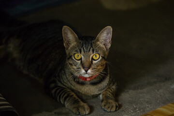 Close-up look at the face of a beloved cat and Frightened cat face and eyes,blur,Soft focus,selected focus,shallow depth of field.