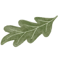 Obraz premium green leaf fall illustration autumn leaf