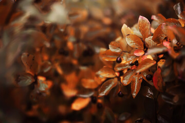 Lively closeup of falling autumn leaves with vibrant backlight from the setting sun