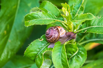 Copse snail, Arianta arbustorum, igliding on the plant in the garden. Macro, close-up.