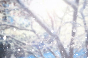 Blurred snow background. Winter landscape. Trees and plants covered with snow.