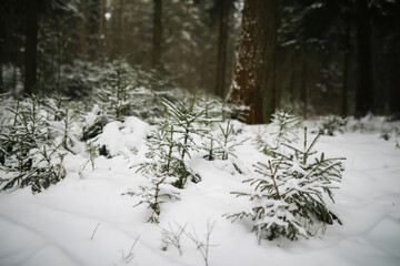 Winter snowy frosty landscape. The forest is covered with snow. Frost and fog in the park.