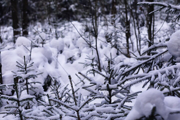 The forest is covered with snow. Frost and snowfall in the park. Winter snowy frosty landscape.