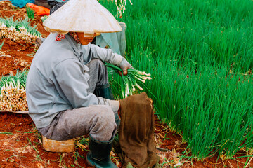 Do not photograph the man's face, the man's act of harvesting onions in Don Duong Lam Dong, Vietnam