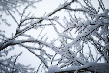 Winter snowy frosty landscape. The forest is covered with snow. Frost and fog in the park.