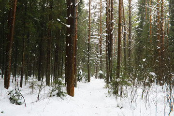 Fototapeta premium Winter snowy frosty landscape. The forest is covered with snow. Frost and fog in the park.