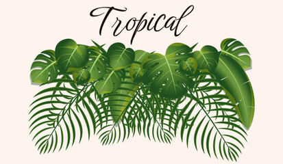 Set of Tropical leaves collection. Vector Background.