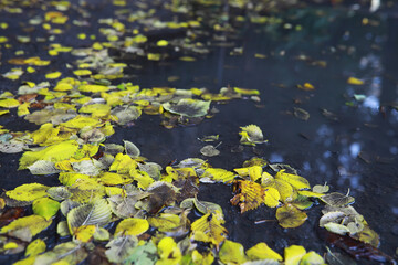 Lively closeup of falling autumn leaves with vibrant backlight from the setting sun