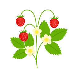 Wild red strawberry isolated on white background. Fragaria vesca. Woodland, Alpine, European or Carpathian strawberry icon. Vector berries illustration in flat style.