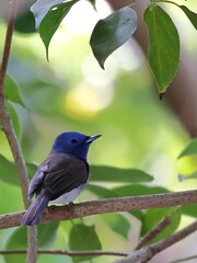 Close-up of a black-naped blue monarch (Hypothymis azurea) on a branch with green leaves