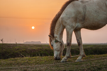 Naklejka na ściany i meble The white horse is grazing in front of the big sun