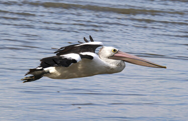 Australian pelican bird flying over the ocean