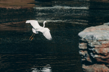 Egrets fly over the lake