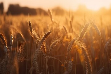 Bounty in wheat fields. Field of gold. Embracing beauty of farming. Nature cycle of growth