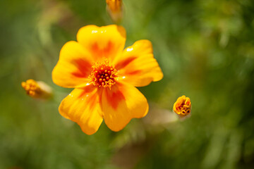 Top view onto a blossom of marigold (tagetes) in full bloom